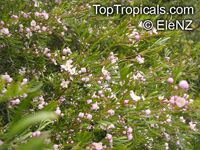 Boronia sp., Boronia