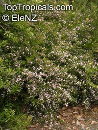 Boronia sp., Boronia