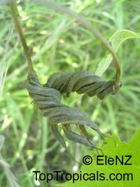 Helicteres isora, Maror-phali

Click to see full-size image