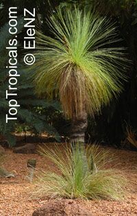 Coastal Grass Tree Seed Xanthorrhoea fulva Drought Hardy Evergreen ...