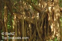 Ficus bengalensis, Ficus indica, Banyan Tree

Click to see full-size image
