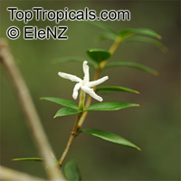 Alyxia ruscifolia, Chainfruit, Prickly Alyxia, Sea-Box

Click to see full-size image