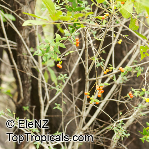 Alyxia ruscifolia, Chainfruit, Prickly Alyxia, Sea-Box