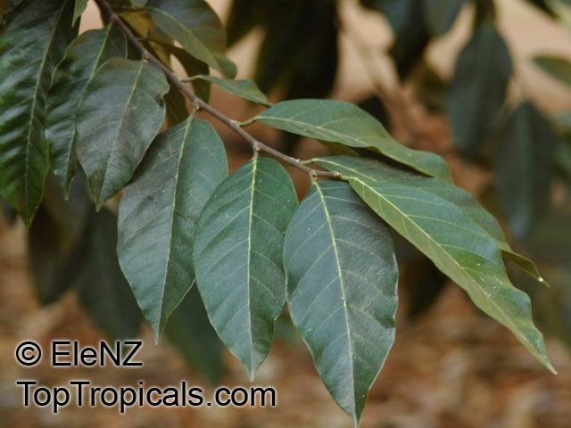 Artocarpus glaucus, Artocarpus