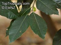 Artocarpus glaucus, Artocarpus

Click to see full-size image