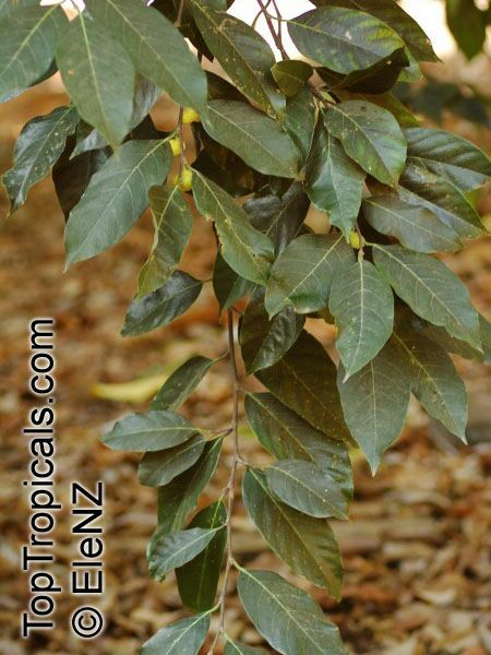 Artocarpus glaucus, Artocarpus