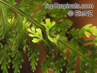 Asplenium bulbiferum, Mother Spleenwort

Click to see full-size image