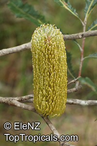 Banksia dentata, Tropical Banksia

Click to see full-size image