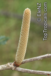 Banksia dentata, Tropical Banksia

Click to see full-size image