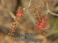 Barringtonia acutangula , Freshwater Mangrove, Indian Oak, Indian Putat 

Click to see full-size image