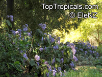 Bartlettina sordida, Eupatorium sordidum, Eupatorium megalophyllum, Purple Torch

Click to see full-size image