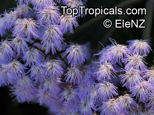 Bartlettina sordida, Eupatorium sordidum, Eupatorium megalophyllum, Purple Torch