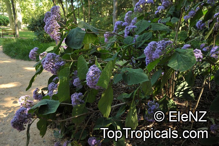 Bartlettina sordida, Eupatorium sordidum, Eupatorium megalophyllum, Purple Torch