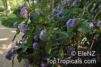 Bartlettina sordida, Eupatorium sordidum, Eupatorium megalophyllum, Purple Torch

Click to see full-size image