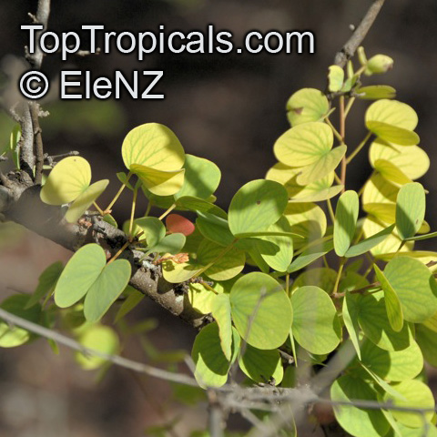 Bauhinia cunninghamii, Lysiphyllum cunninghamii , Jigal Tree, Kimberley Bauhinia