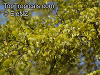 Bauhinia cunninghamii, Lysiphyllum cunninghamii , Jigal Tree, Kimberley Bauhinia

Click to see full-size image