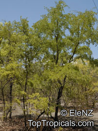 Bauhinia cunninghamii, Lysiphyllum cunninghamii , Jigal Tree, Kimberley Bauhinia

Click to see full-size image