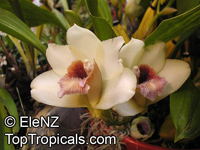 Bifrenaria harrisoniae, Dendrobium harrisoniae, Bifrenaria

Click to see full-size image