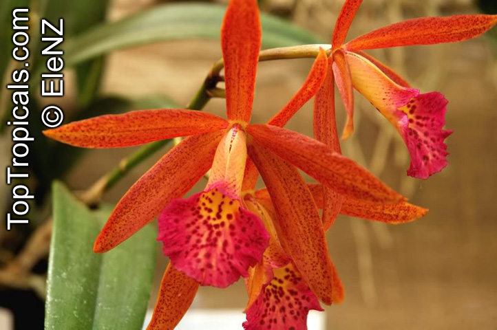 Cattleya sp., Cattleya Orchid. Brassolaeliocattleya Rustic Spot