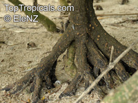 Bruguiera gymnorrhiza , Burma Mangrove, Black Mangrove 

Click to see full-size image