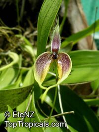 Bulbophyllum blumei, Bulbophyllum

Click to see full-size image