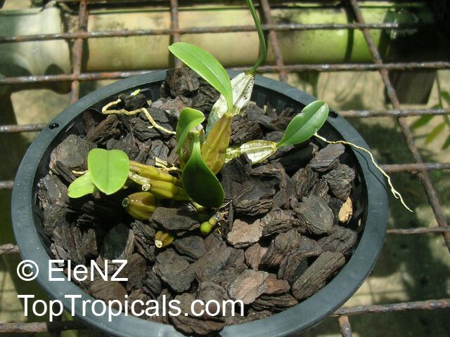 Bulbophyllum sp., Bulbophyllum. Bulbophyllum digoelense