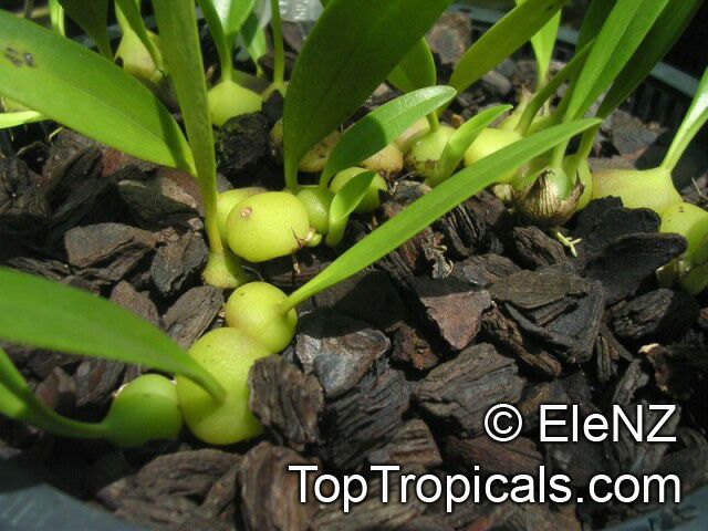 Bulbophyllum sp., Bulbophyllum. Bulbophyllum immobile