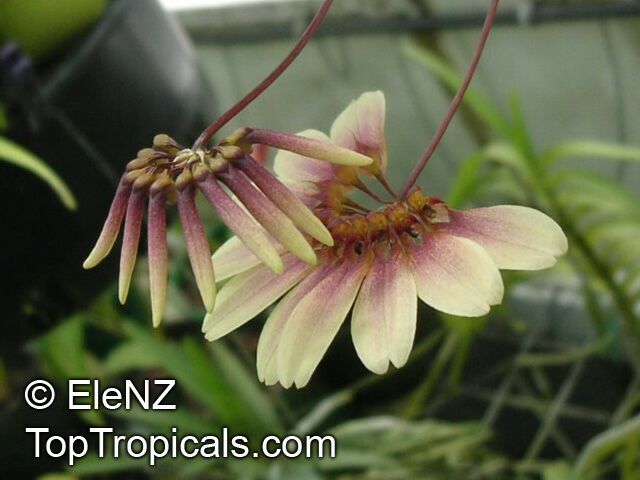 Bulbophyllum sp., Bulbophyllum. Bulbophyllum makoyanum