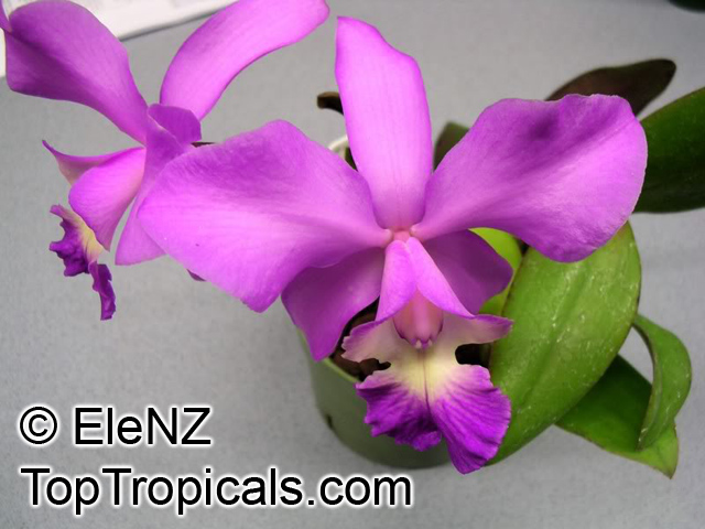 Cattleya sp., Cattleya Orchid. Cattleya walkeriana Alba x Sophrolaeliocattleya Assuan