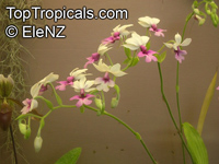 Calanthe sp., Calanthe

Click to see full-size image