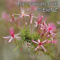 Calytrix exstipulata, Turkey Bush

Click to see full-size image