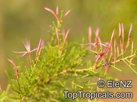 Calytrix exstipulata, Turkey Bush

Click to see full-size image