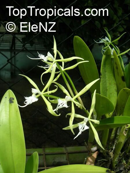 Cattleya sp., Cattleya Orchid. Cattleya Alliance Hybrid