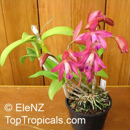 Cattleya sp., Cattleya Orchid. Cattleya Little Angel x Mary Turne