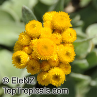 Chrysocephalum apiculatum, Yellow Buttons

Click to see full-size image