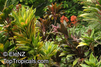 Cordyline sp., Cordyline

Click to see full-size image