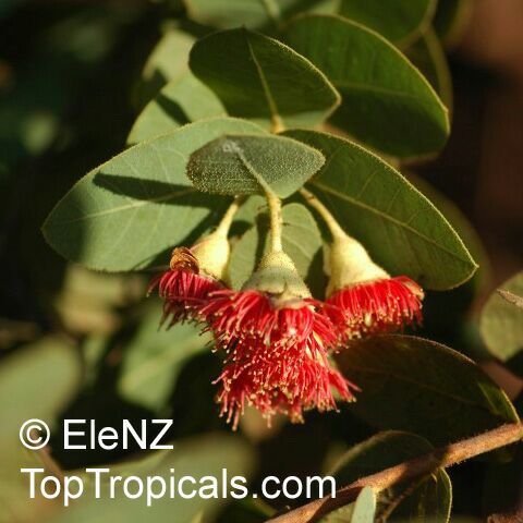 Corymbia setosa, Eucalyptus setosa , Rough-leaved Bloodwood