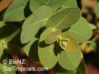 Corymbia setosa, Eucalyptus setosa , Rough-leaved Bloodwood

Click to see full-size image