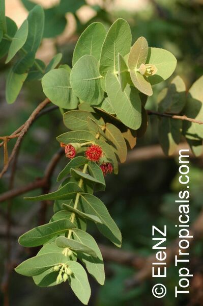 Corymbia setosa, Eucalyptus setosa , Rough-leaved Bloodwood