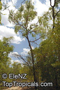 Corymbia terminalis, Eucalyptus terminalis, Bloodwood

Click to see full-size image