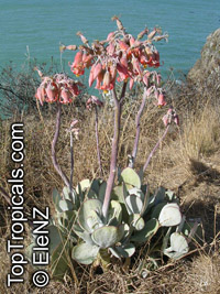 Cotyledon orbiculata , Pig's Ear

Click to see full-size image