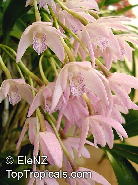 Dendrobium sp., Dendrobium Orchid. Dendrobium Gillian Leaney Pink
