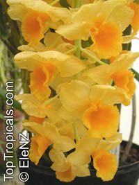 Dendrobium densiflorum, Pineapple Orchid

Click to see full-size image