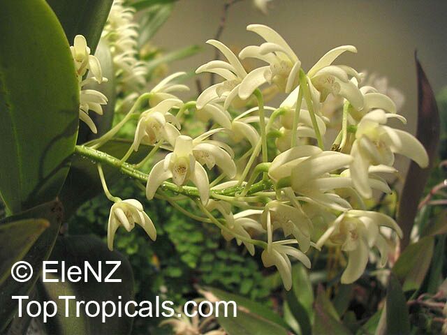 Dendrobium sp., Dendrobium Orchid. Dendrobium speciosum var. hillii