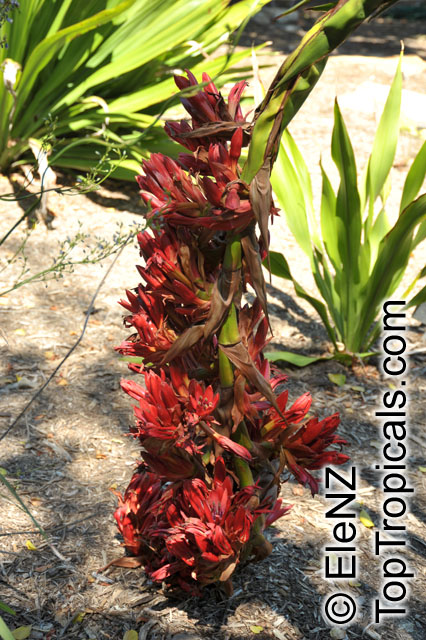 Doryanthes palmeri, Giant Spear Lily, Queensland Mountain Lily
