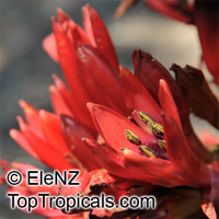 Doryanthes palmeri, Giant Spear Lily, Queensland Mountain Lily

Click to see full-size image
