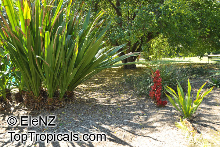 Doryanthes palmeri, Giant Spear Lily, Queensland Mountain Lily