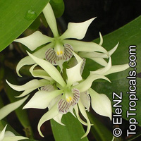 Prosthechea fragrans, Encyclia fragrans, Anacheilium fragrans, Encyclia Orchid

Click to see full-size image