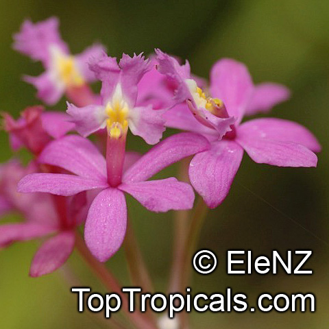 Epidendrum sp., Reed Orchid, Epidendrum Orchid, Clustered Flowers Orchid. Epidendrum elongatum