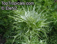 Eryngium sp., Sea-holly

Click to see full-size image